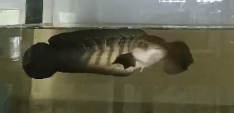 Red Sentarum (13 cm)