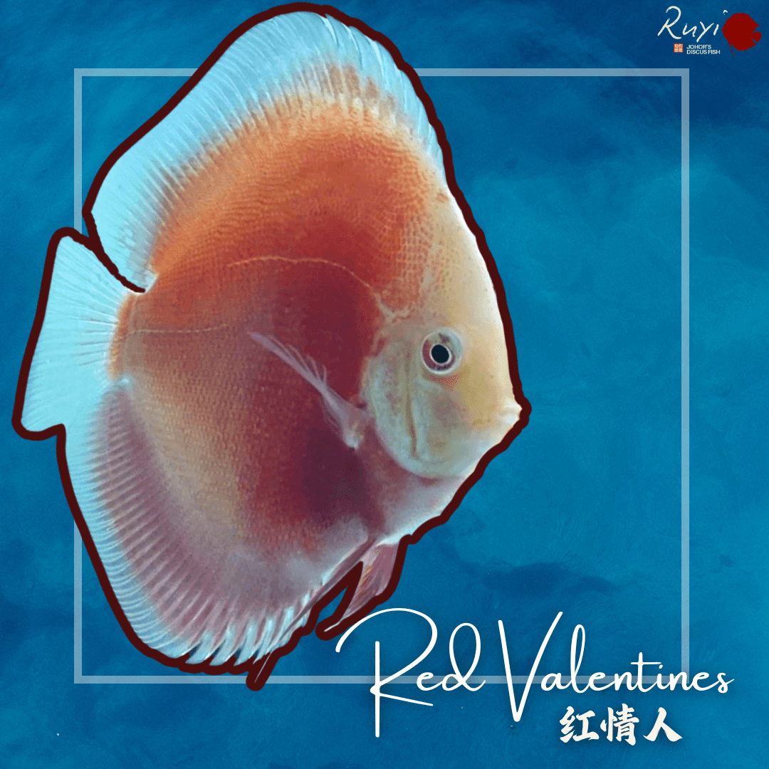 Red Valentines 红色情人 Discus