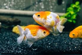 Red White Ranchu Goldfish