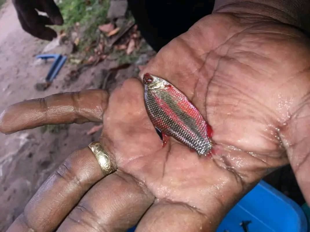 Red and Black Distichodus Noboli