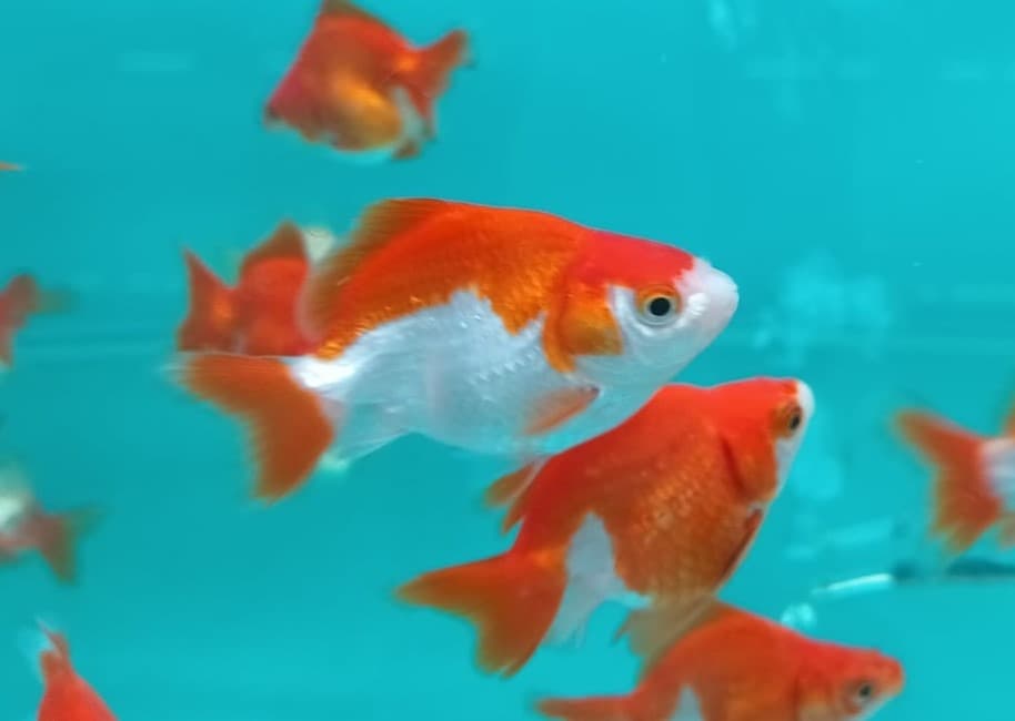Red and White Ryukin Goldfish