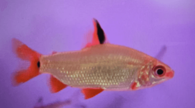 Red and black distichodus 5-6cm