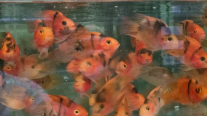 Red and black parrot cichlid 6-7cm