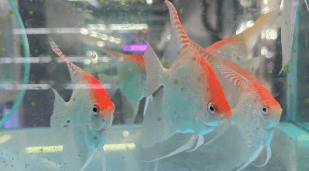 Red cap angelfish 4-5cm