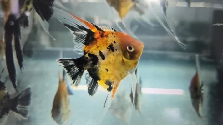 Red devil angelfish 4-5cm