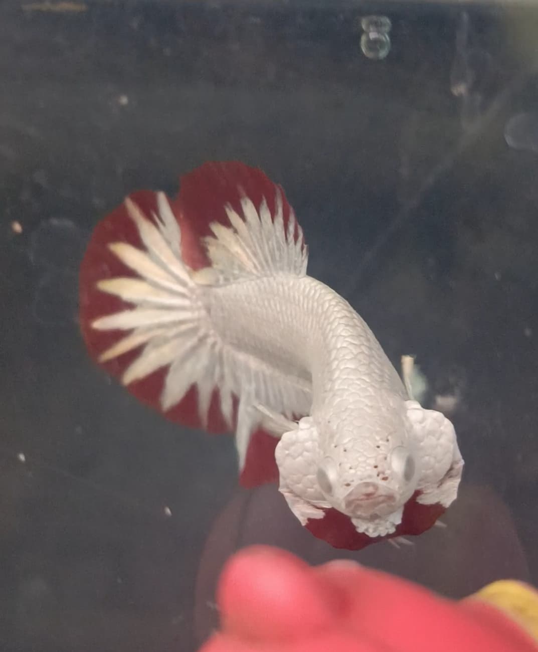 Red dragon snow Betta fish male only
