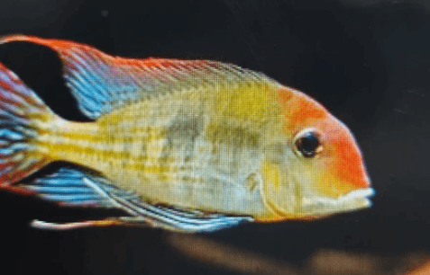 Red head tapajos Cichlid 2", 4"
