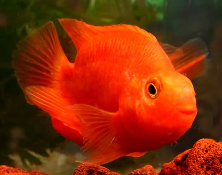 Red parrot cichlid 6-7cm