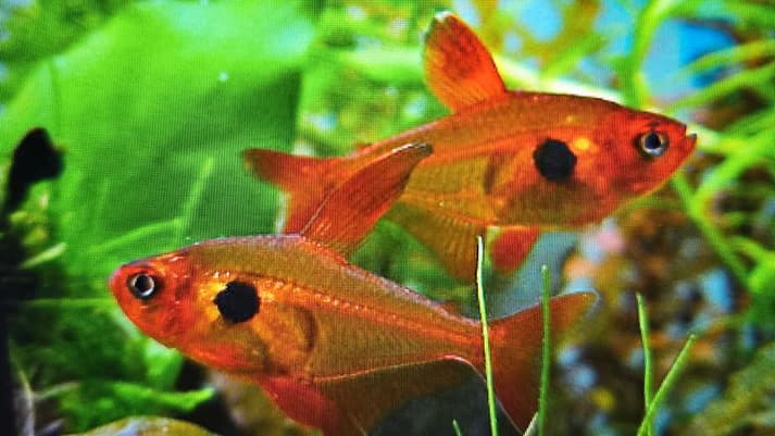 Red phantom tetra 2.5cm