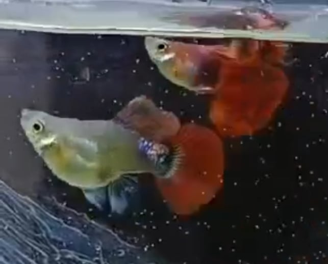 Red rose super short body