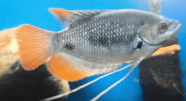 Red tail giant gourami 6-7cm
