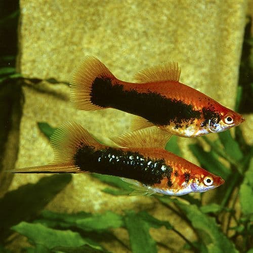 Red tuxedo Swordtail 3cm