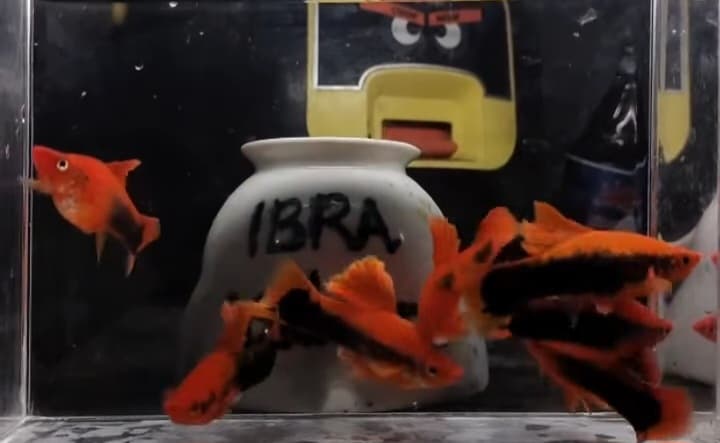 Red tuxedo cauliflower Sabertail