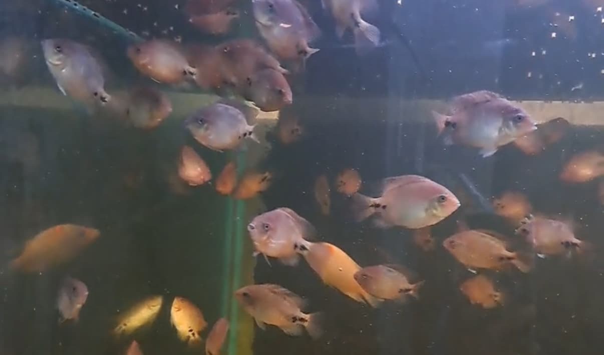 Redhead Cichlid Vieja Synspilum