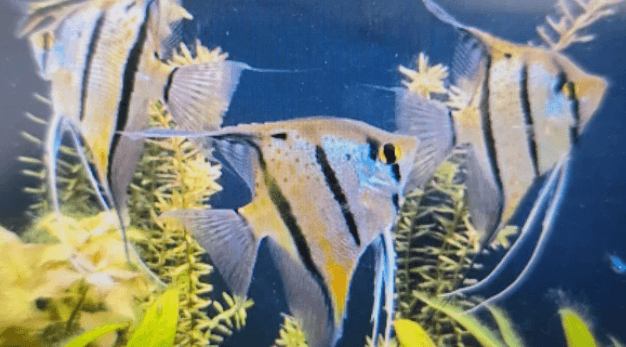 Rio Nanay Angelfish 7-8cm