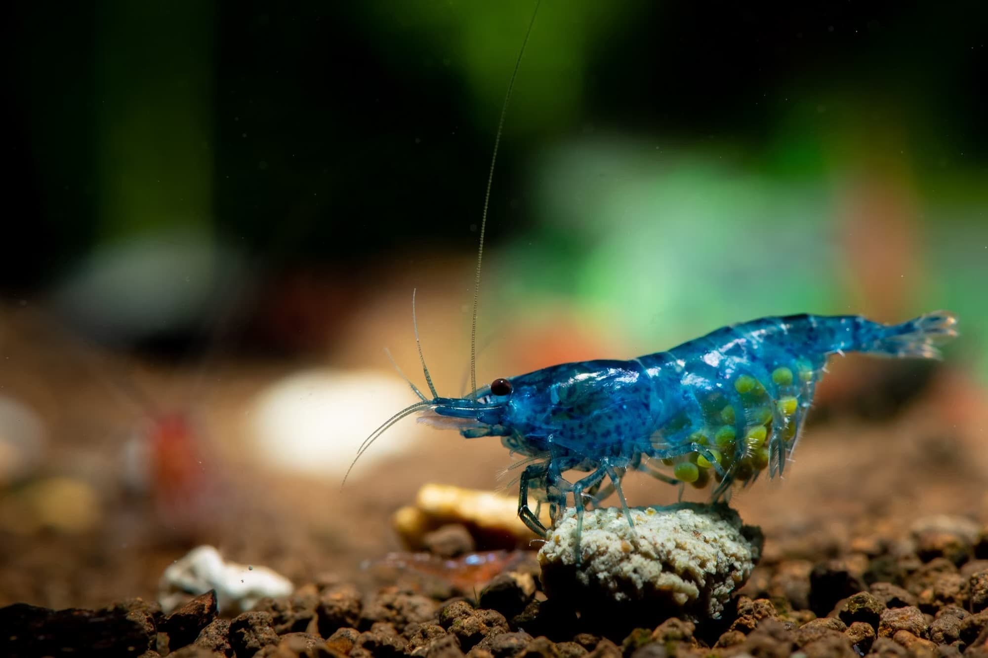 Royal Blue Shrimp