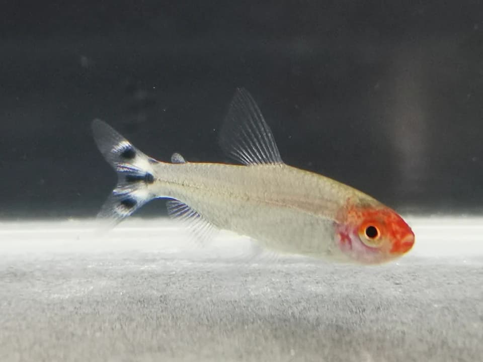Rummy Nose Tetra