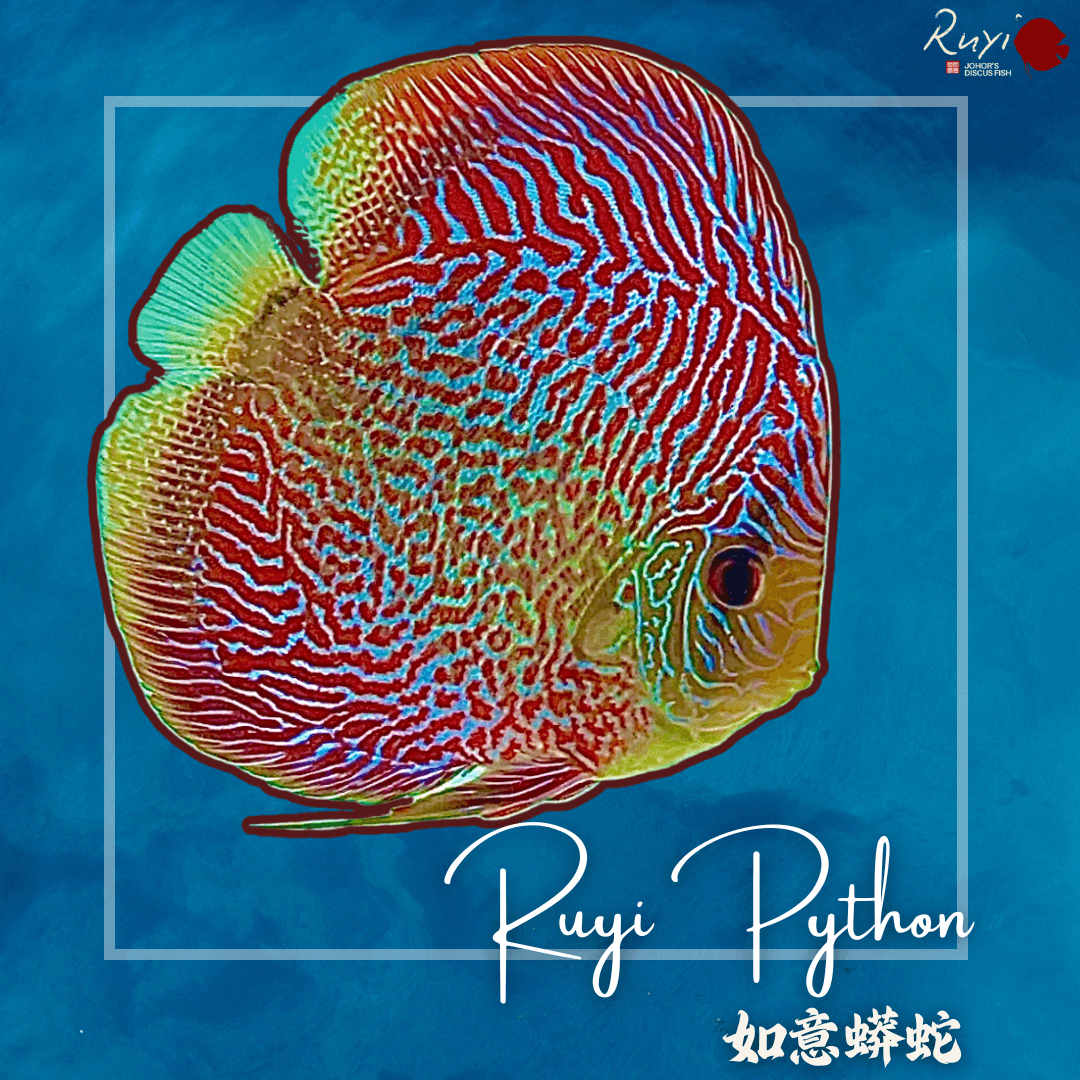 Ruyi Python 如意蟒蛇 Discus