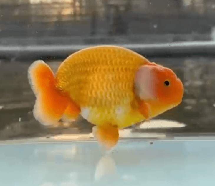 SUPER RED RANCHU