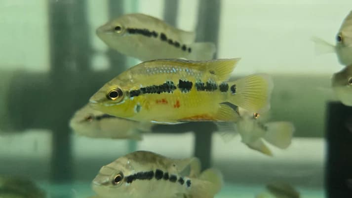 Salvini cichlid 7-9cm