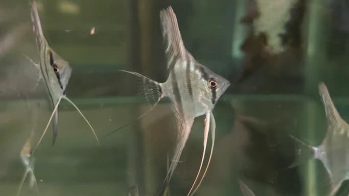 Santa izabel angel 4-5cm