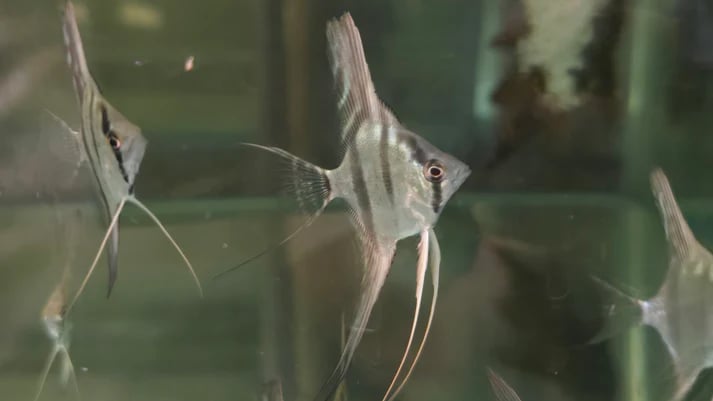 Santa izabel angel 4-5cm