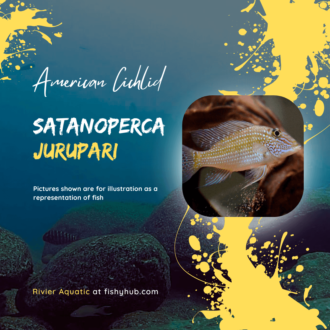 Demon Eartheater Cichlid (Satanoperca Jurupari)