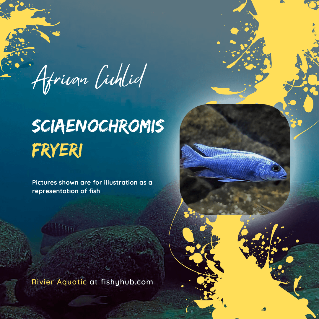 Electric Blue Hap Cichlid (Sciaenochromis Fryeri)