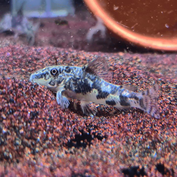 Scleromystax Barbatu