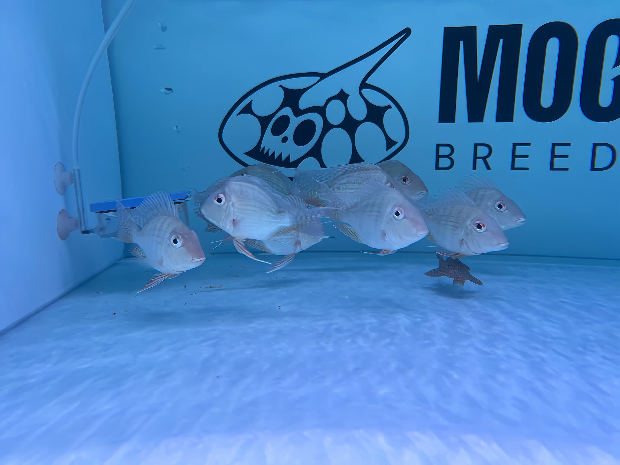 Short Body Earth Eater