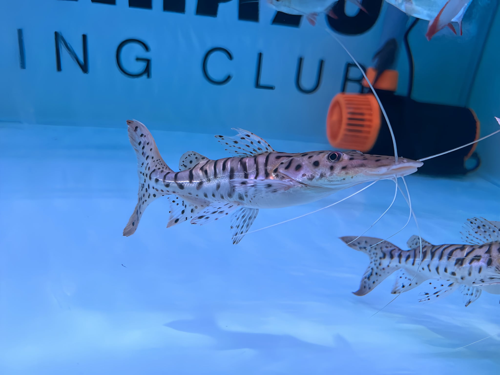 Short Body Tiger Shovelnose Catfish