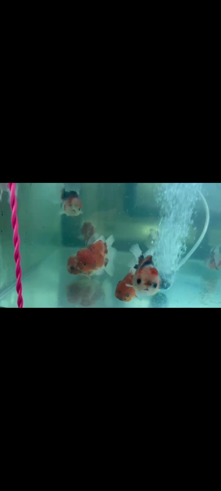 Short Tail Yuan Bao Oranda 3"