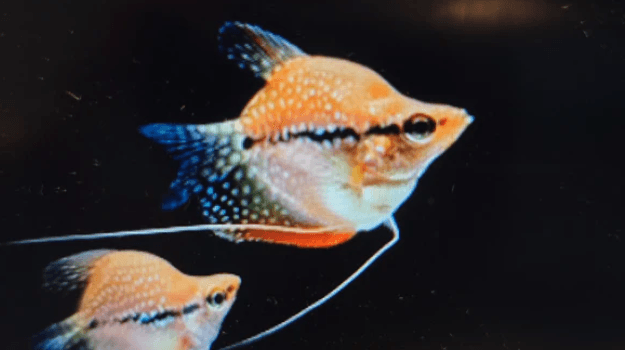 Shortbody Pearl gourami 3-4cm