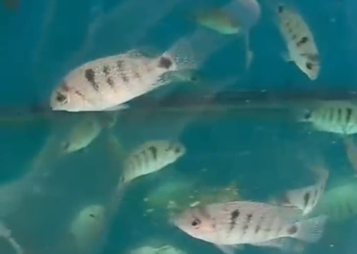 Silver Cichlid Vieja Argentea