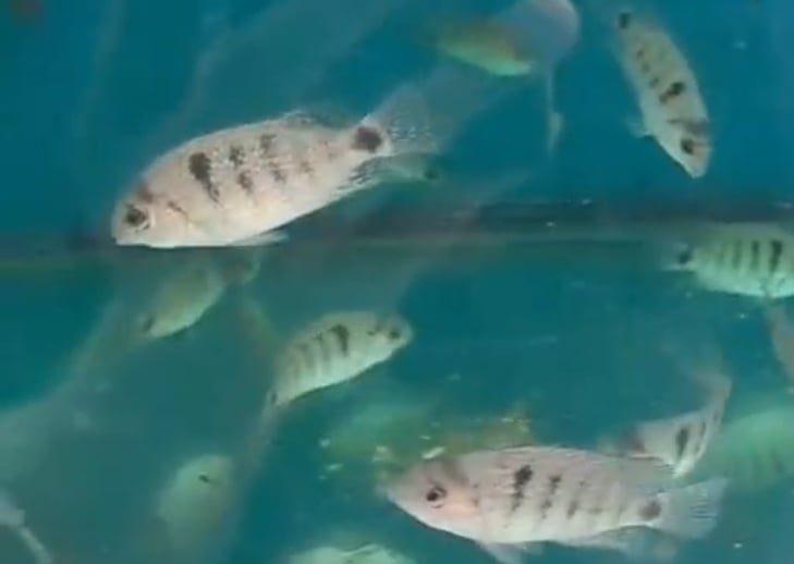 Silver Cichlid Vieja Argentea