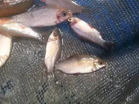 Silver Distichodus Affinis