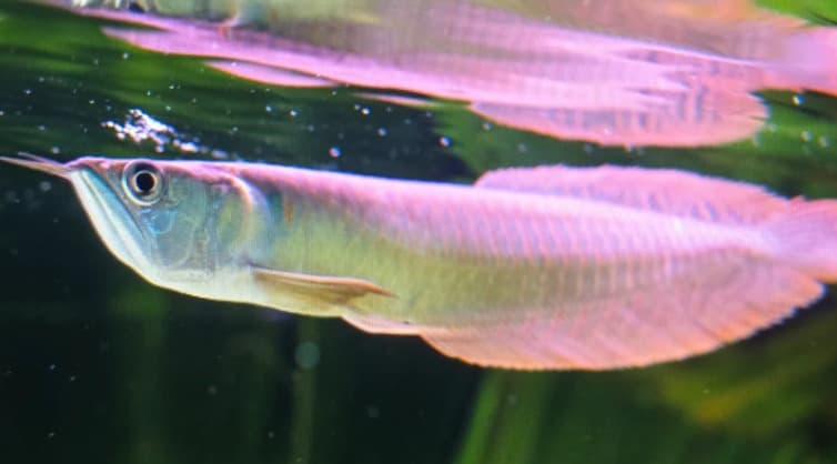 Silver arowana