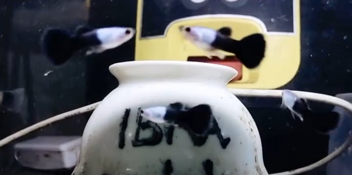 Silverado black tail