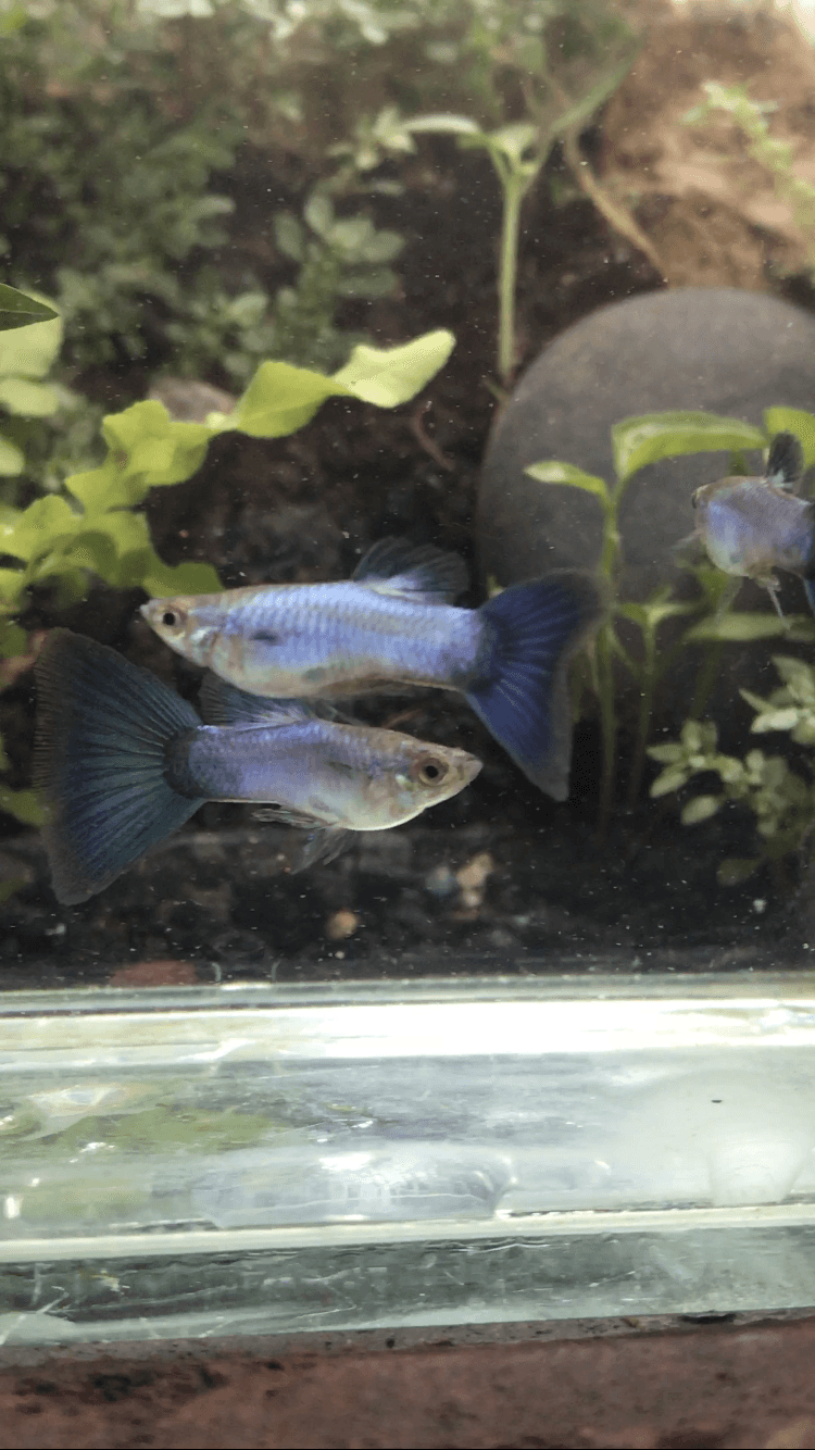 Singga blue tail juvenile