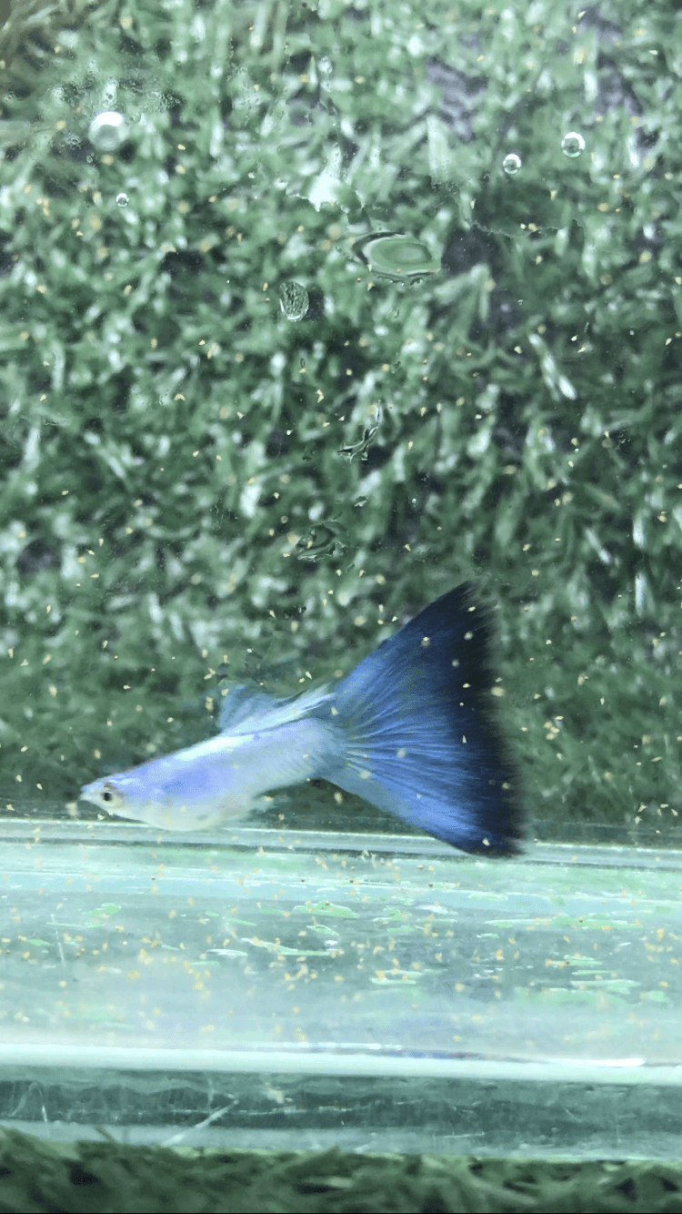 Singga blue tail mayor