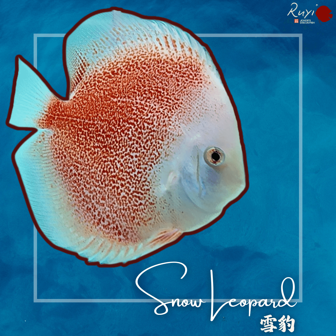 Snow Leopard 雪豹 Discus