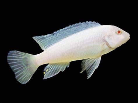 Snow White cichlid 5cm