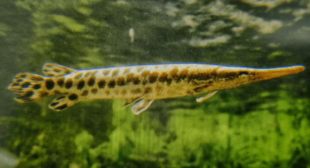 Spotted gar 8-10cm