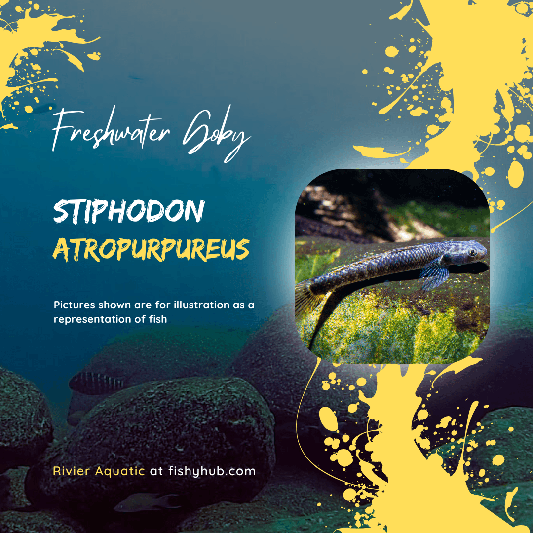 Stiphodon Atropurpureus Goby