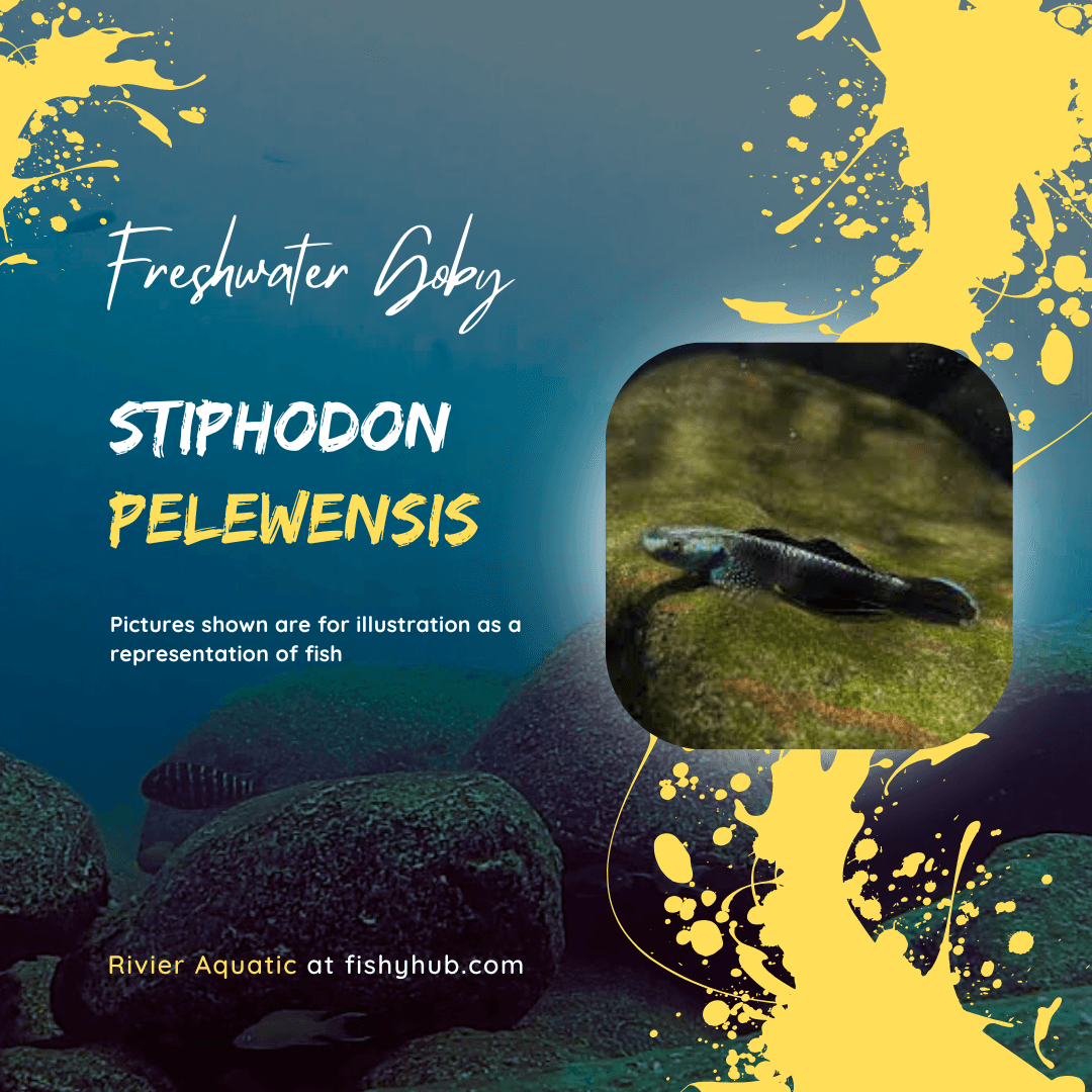 Stiphodon Pelewensis Goby
