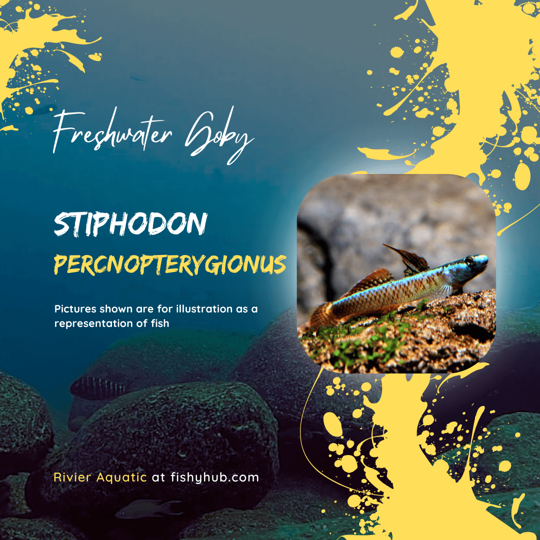 Stiphodon Percnopterygionus Goby