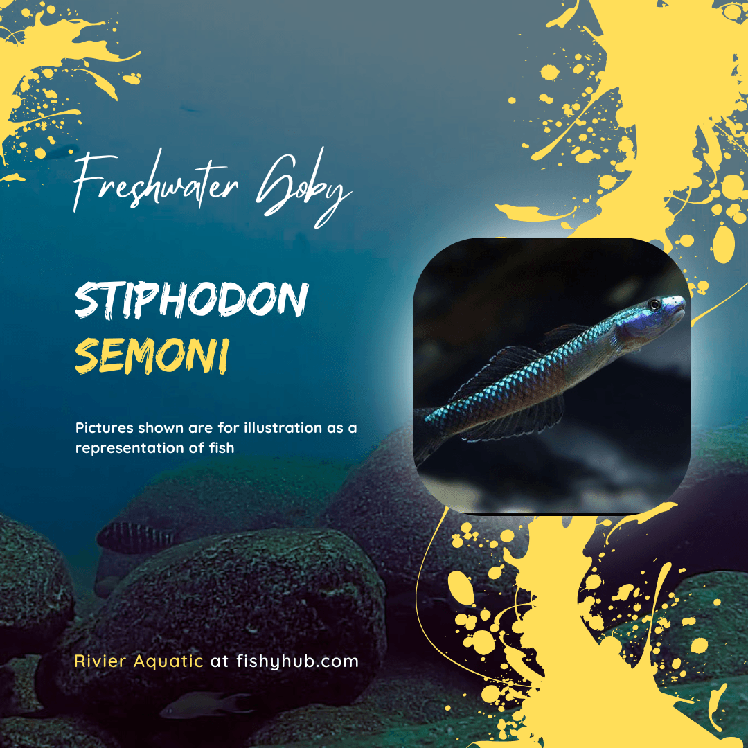 Stiphodon Semoni Goby