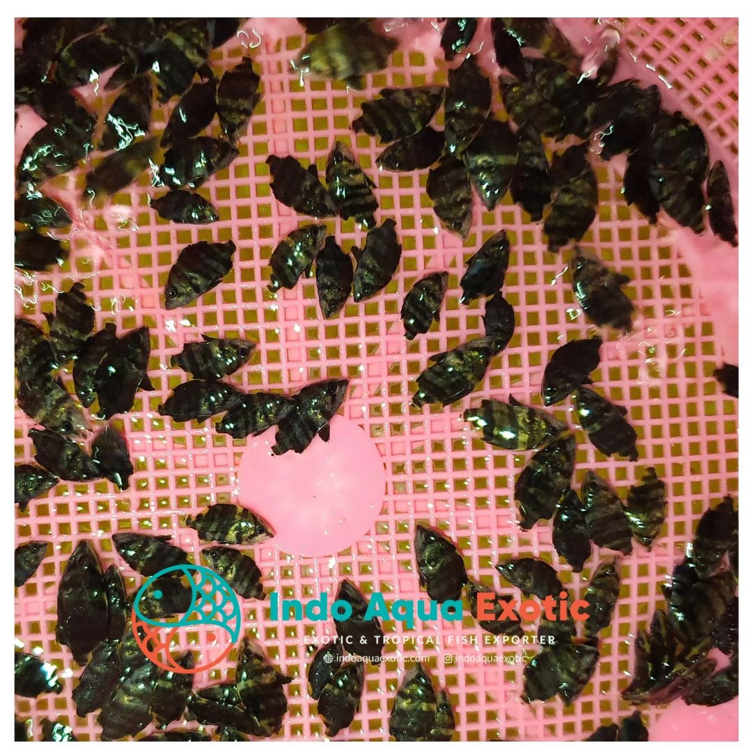 1 bag of Sumatera Tiger Fish Baby