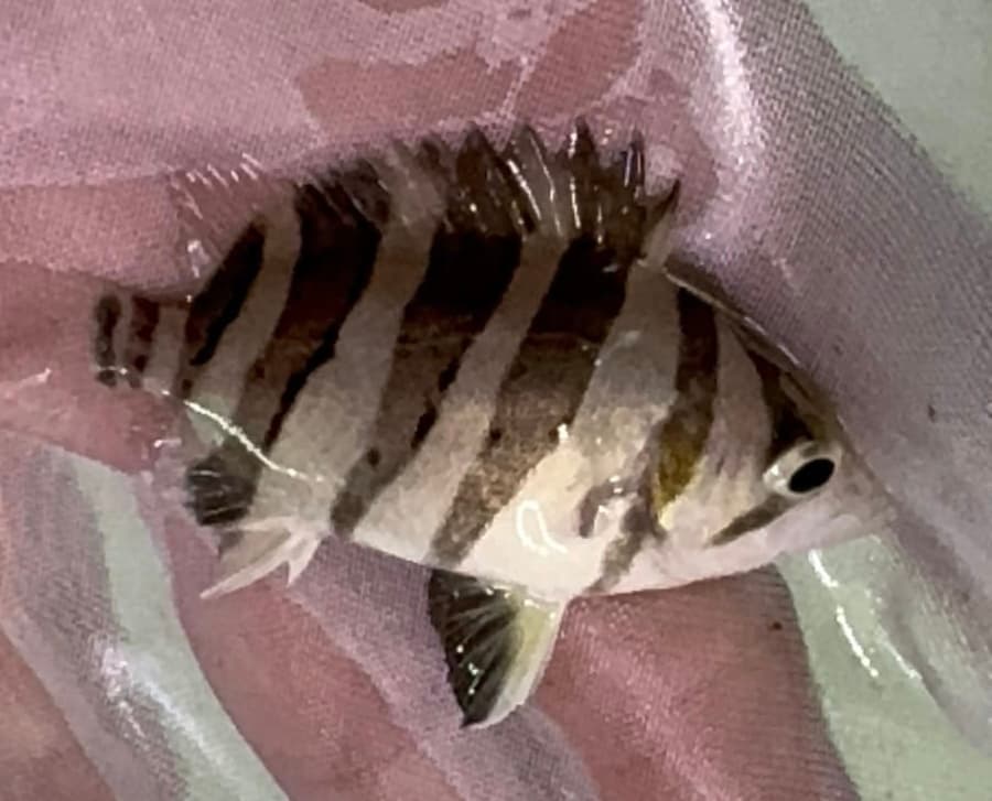 Sumatra Tiger Datnoide