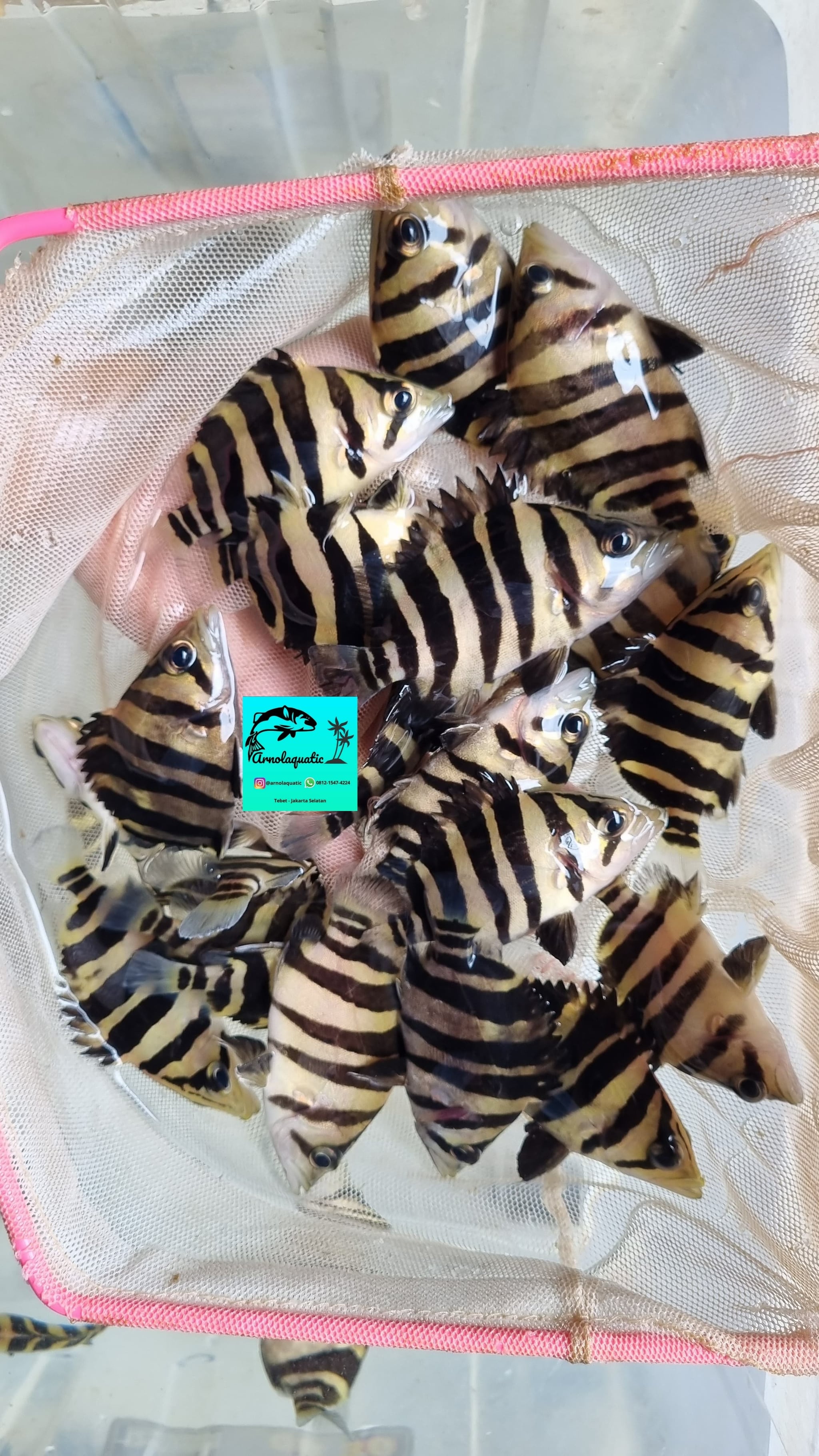 Sumatra Tiger Datz / Indo Datz